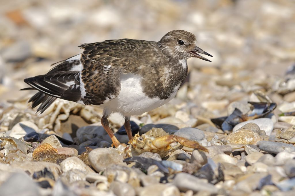 Voltapietre (Arenaria interpres)